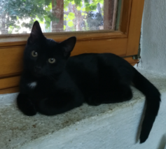 Mogli