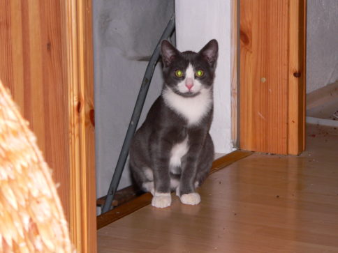 Filou