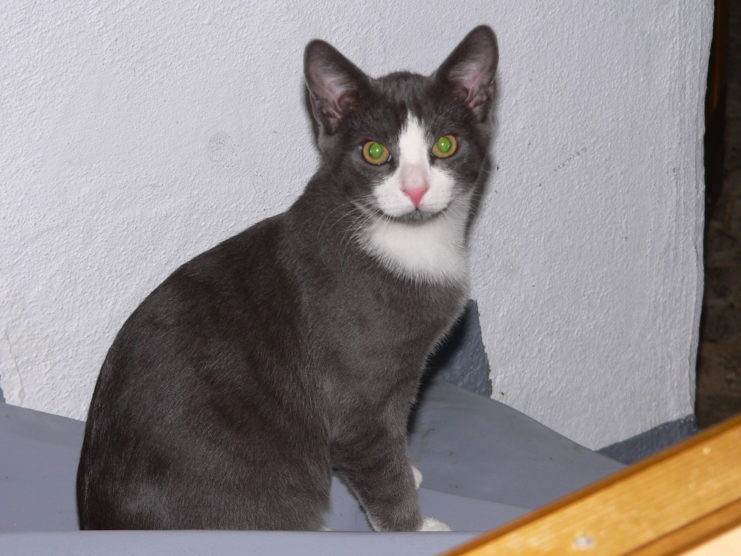 Filou