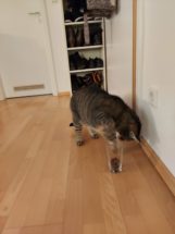 Monschi