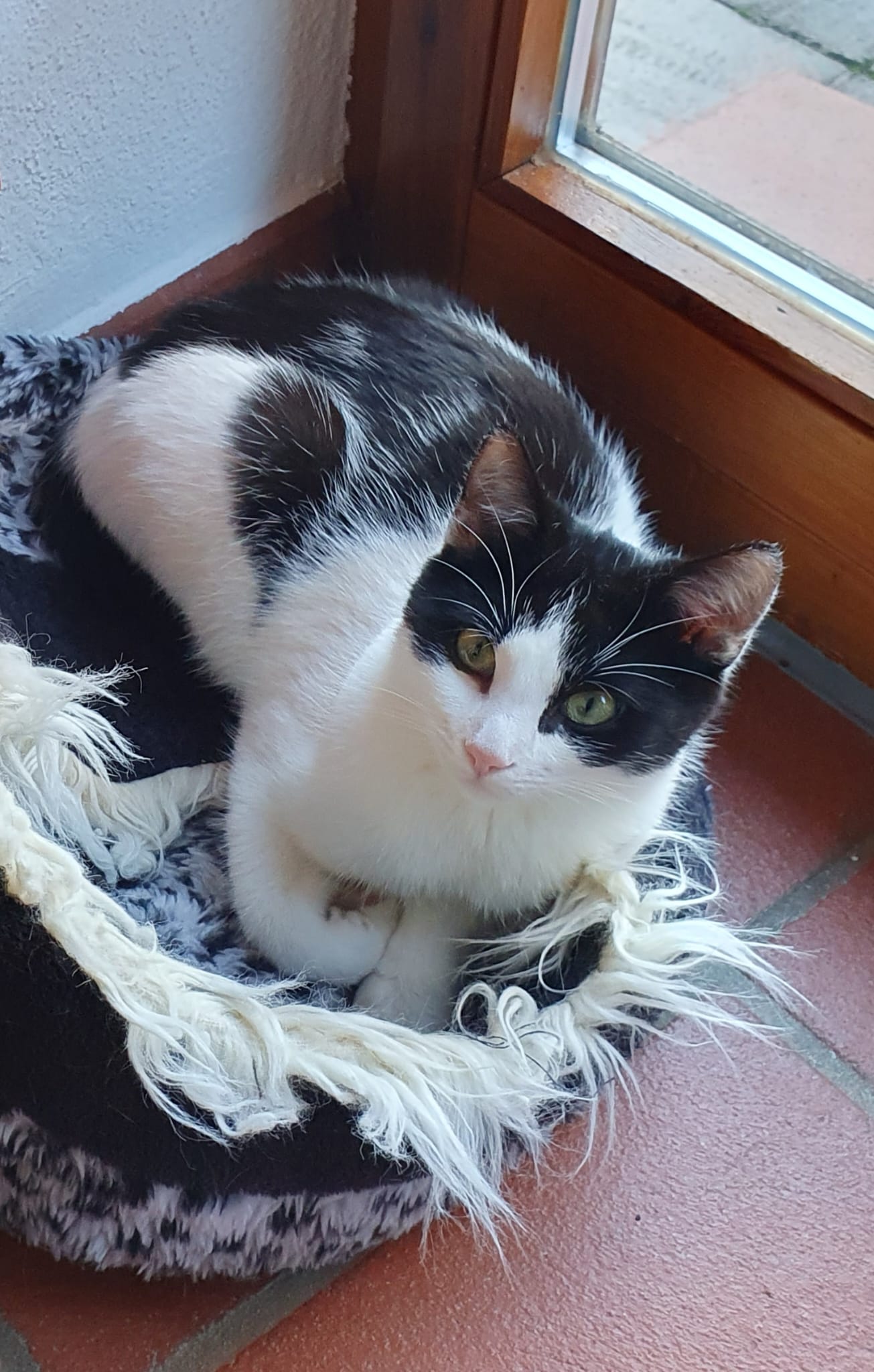 Tierfreunde Mössingen
