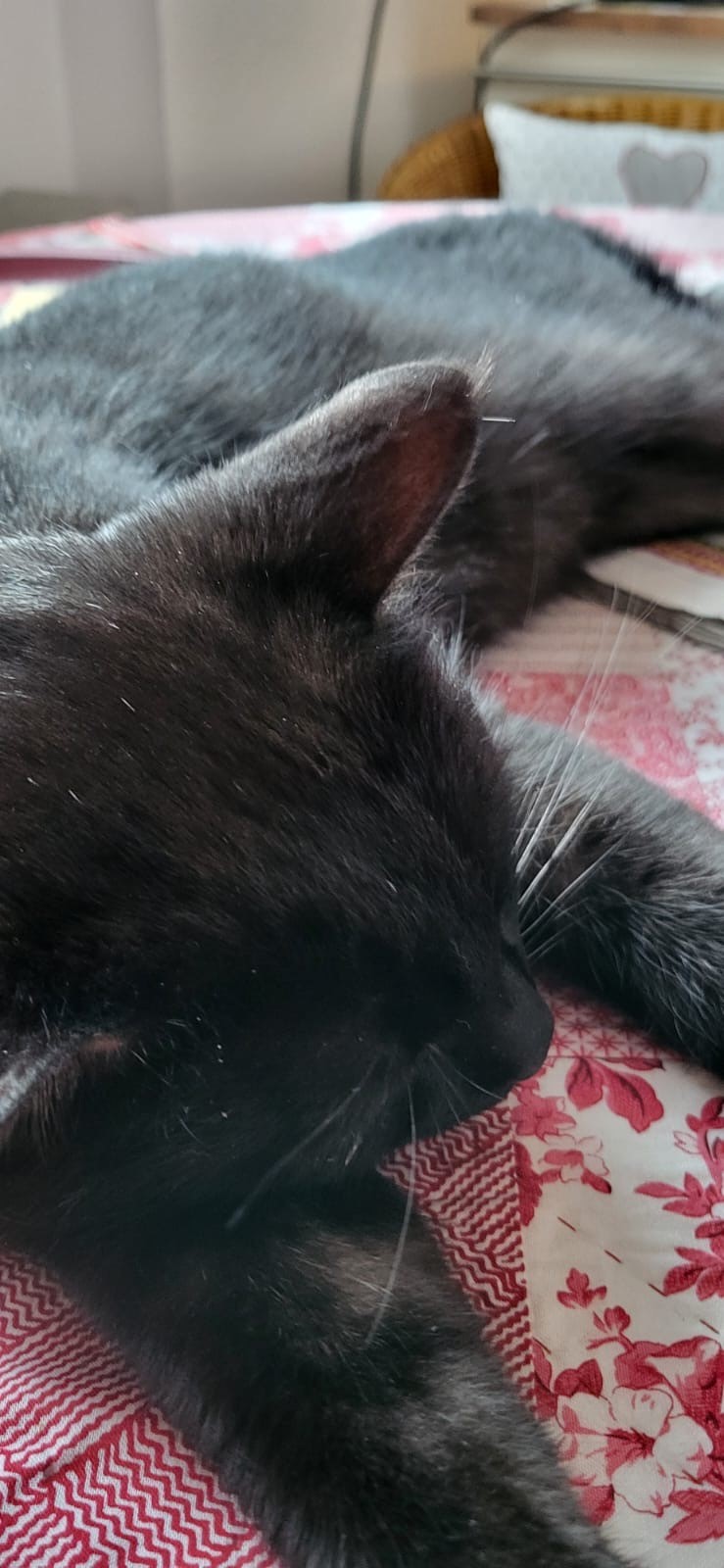 Tierfreunde Mössingen