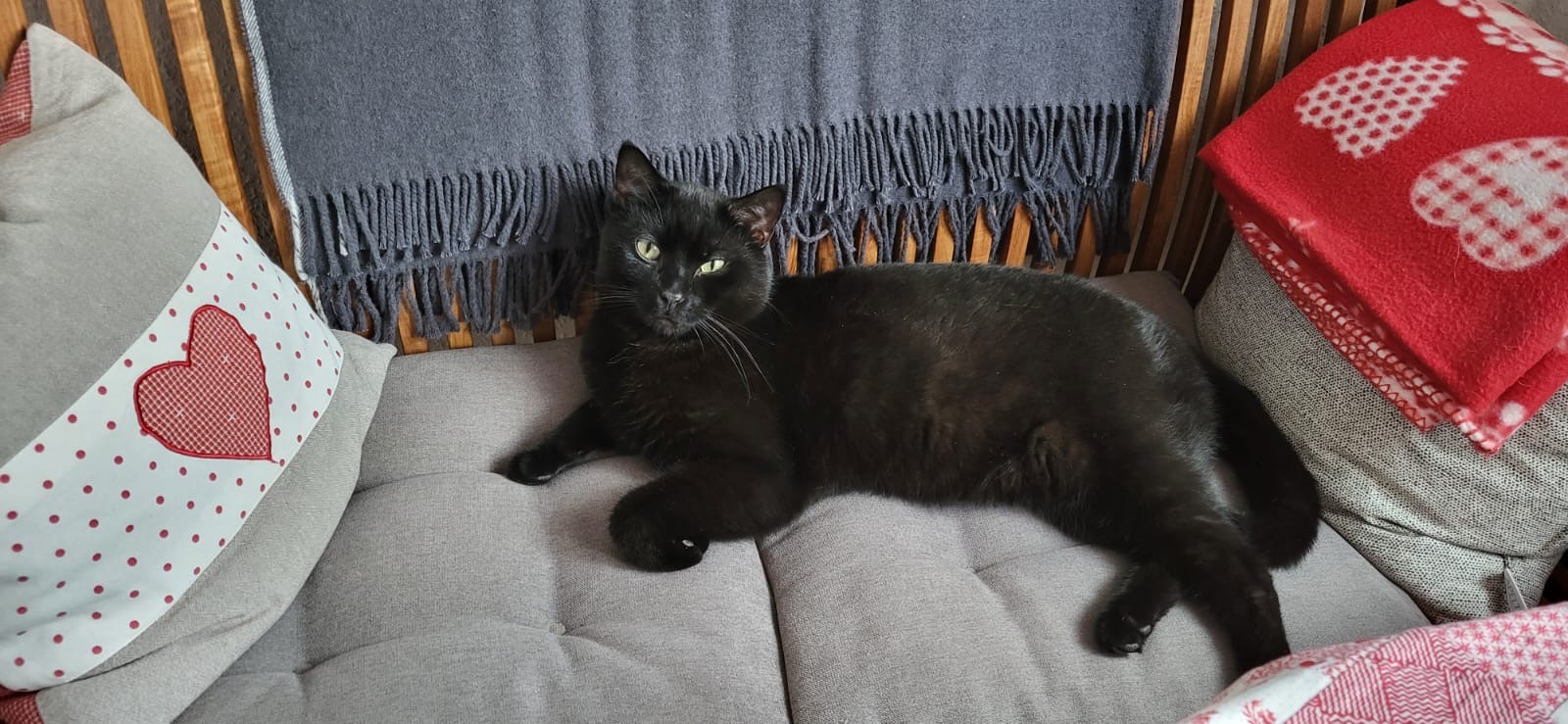 Tierfreunde Mössingen