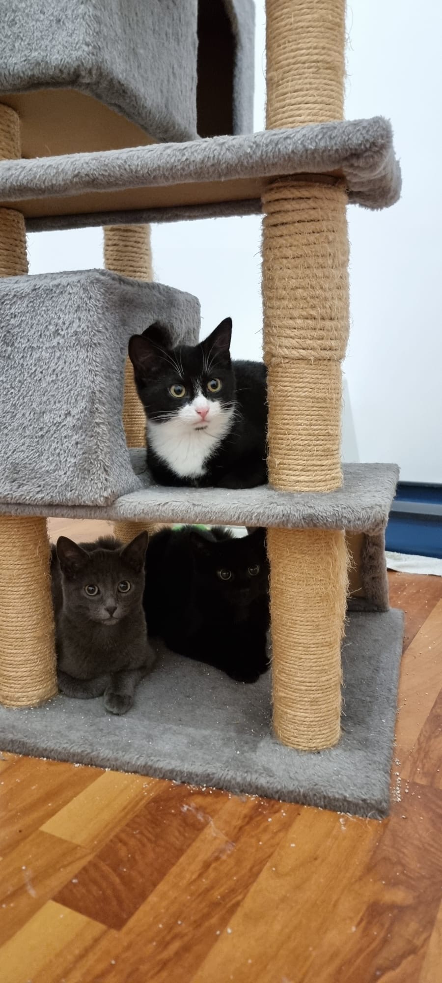 Tierfreunde Mössingen