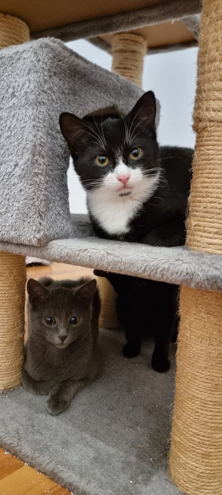 Tierfreunde Mössingen