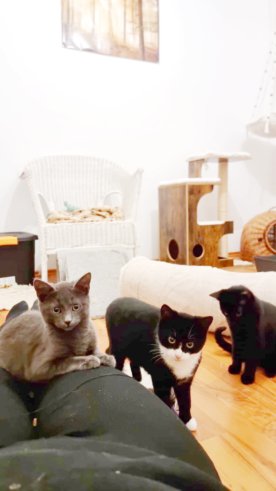 Tierfreunde Mössingen