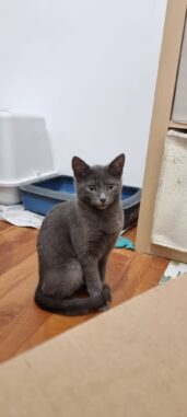 Sirius