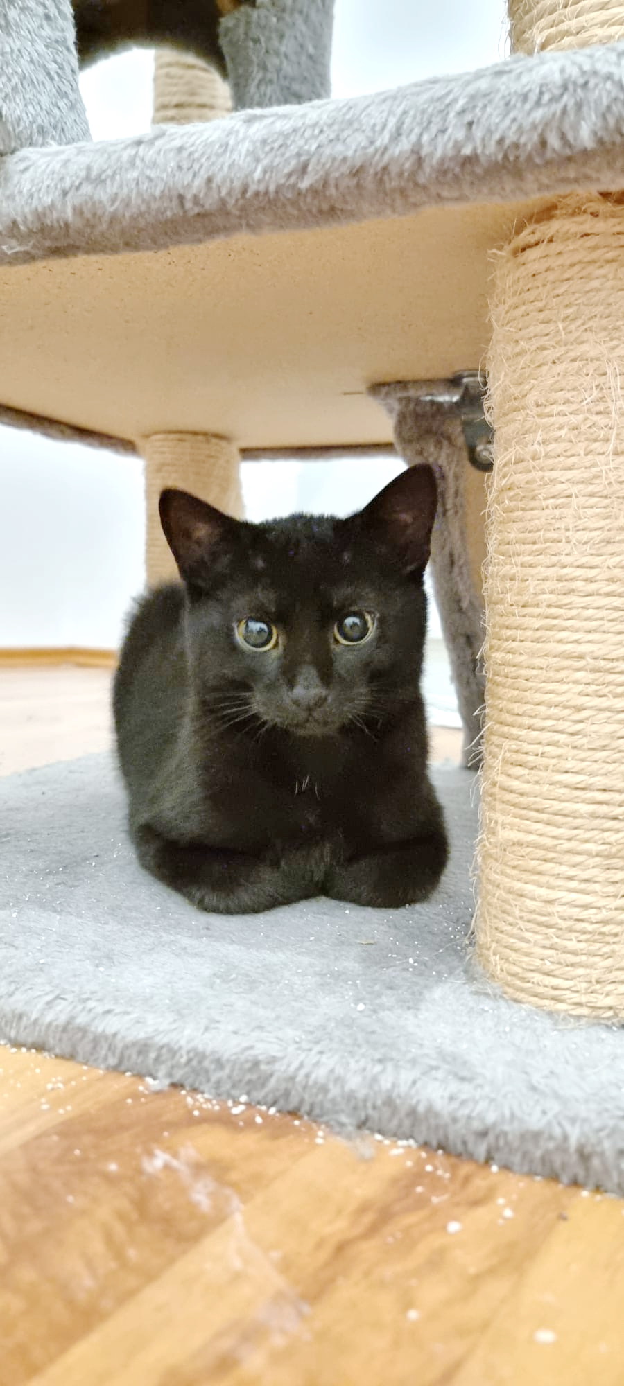 Tierfreunde Mössingen