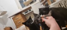 Sirius, Batman, Ohnezahn