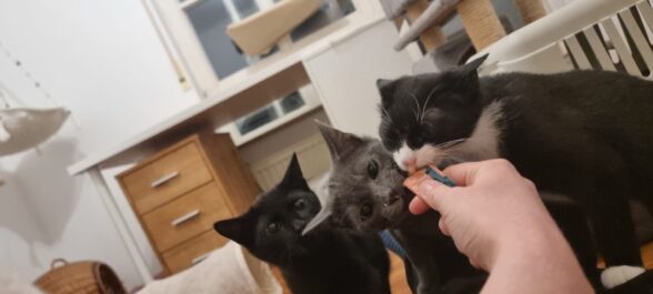 Sirius, Batman, Ohnezahn