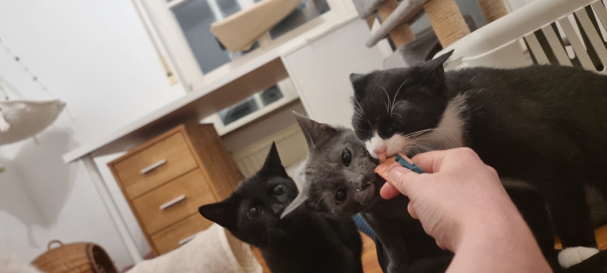 Tierfreunde Mössingen