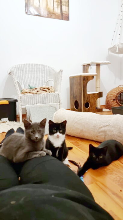Sirius, Batman, Ohnezahn