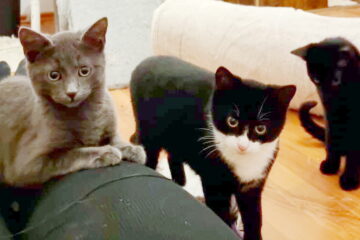 Sirius, Batman, Ohnezahn