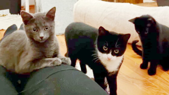 Sirius, Batman, Ohnezahn