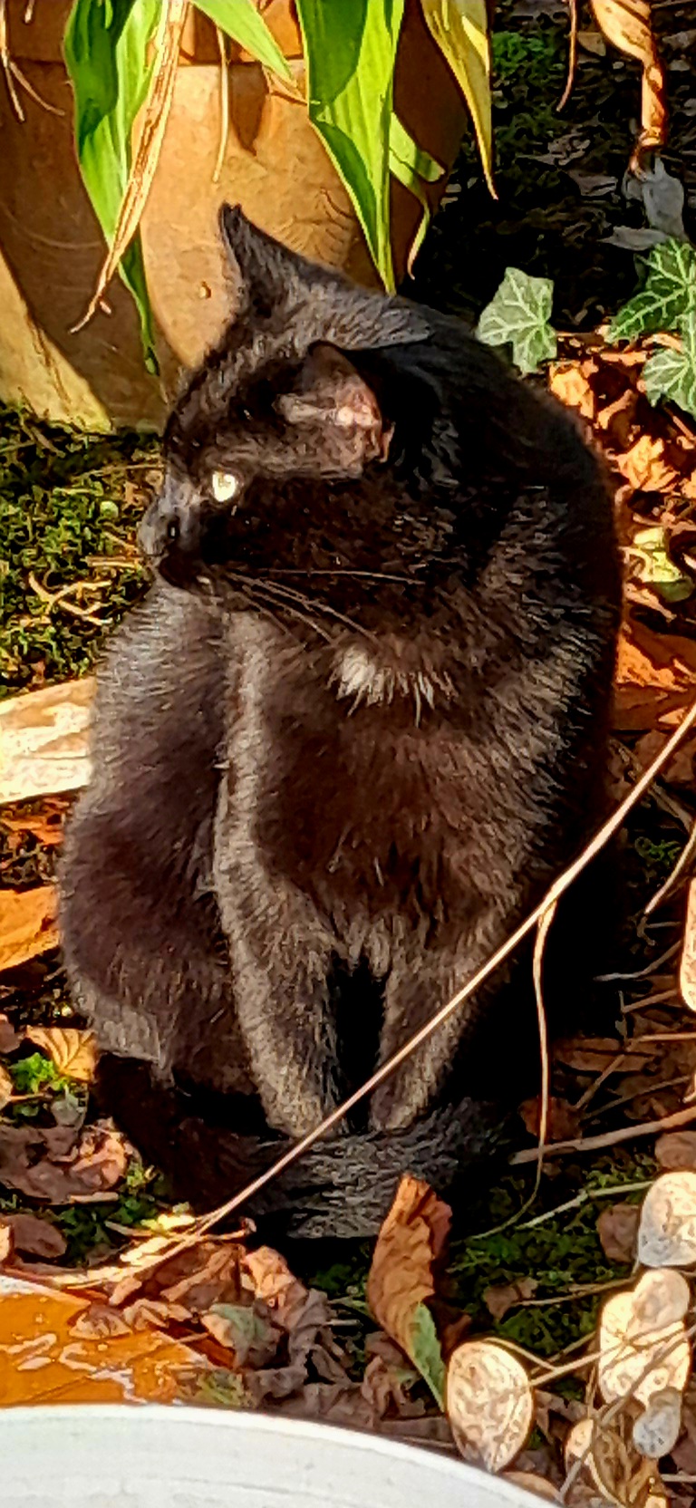 Tierfreunde Mössingen