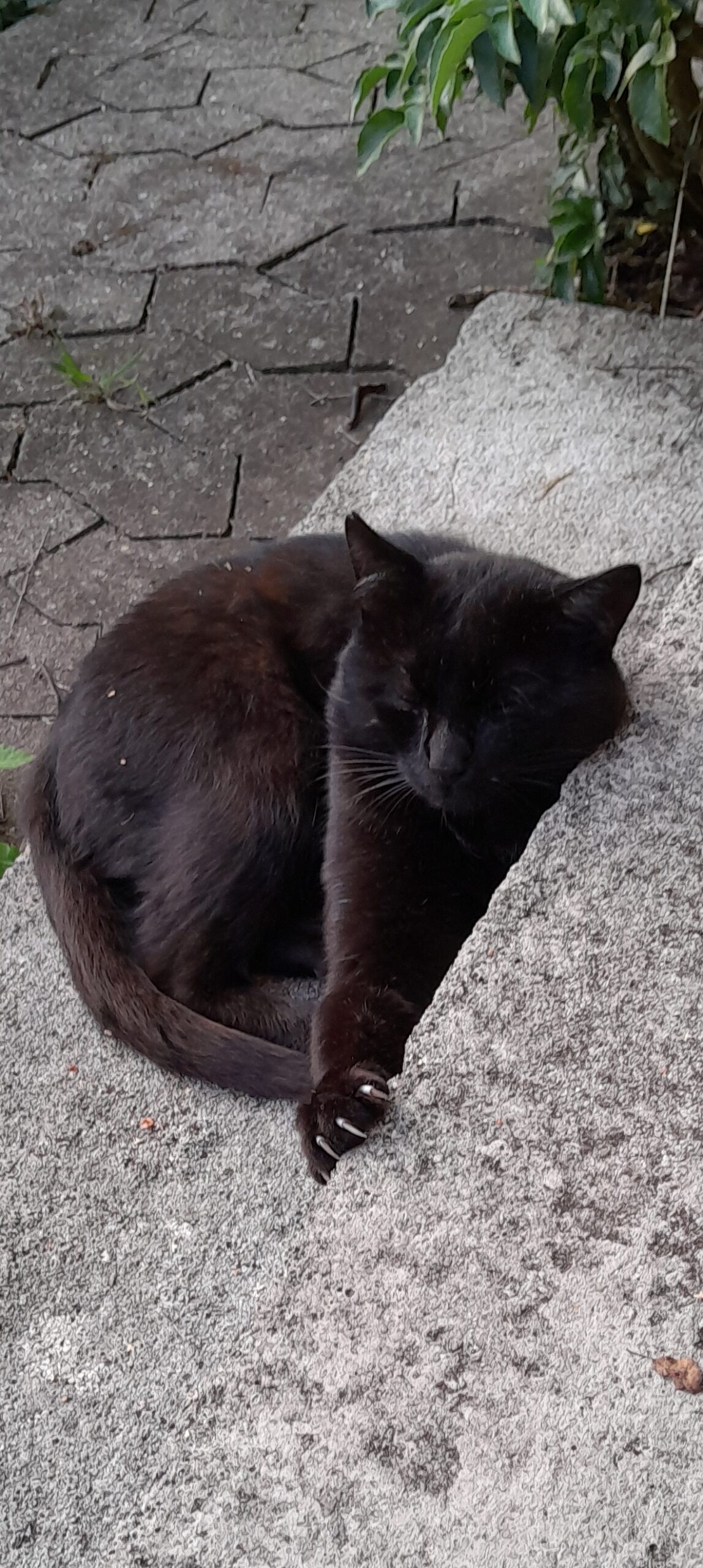 Tierfreunde Mössingen