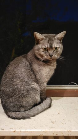 Balu