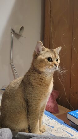 Simba