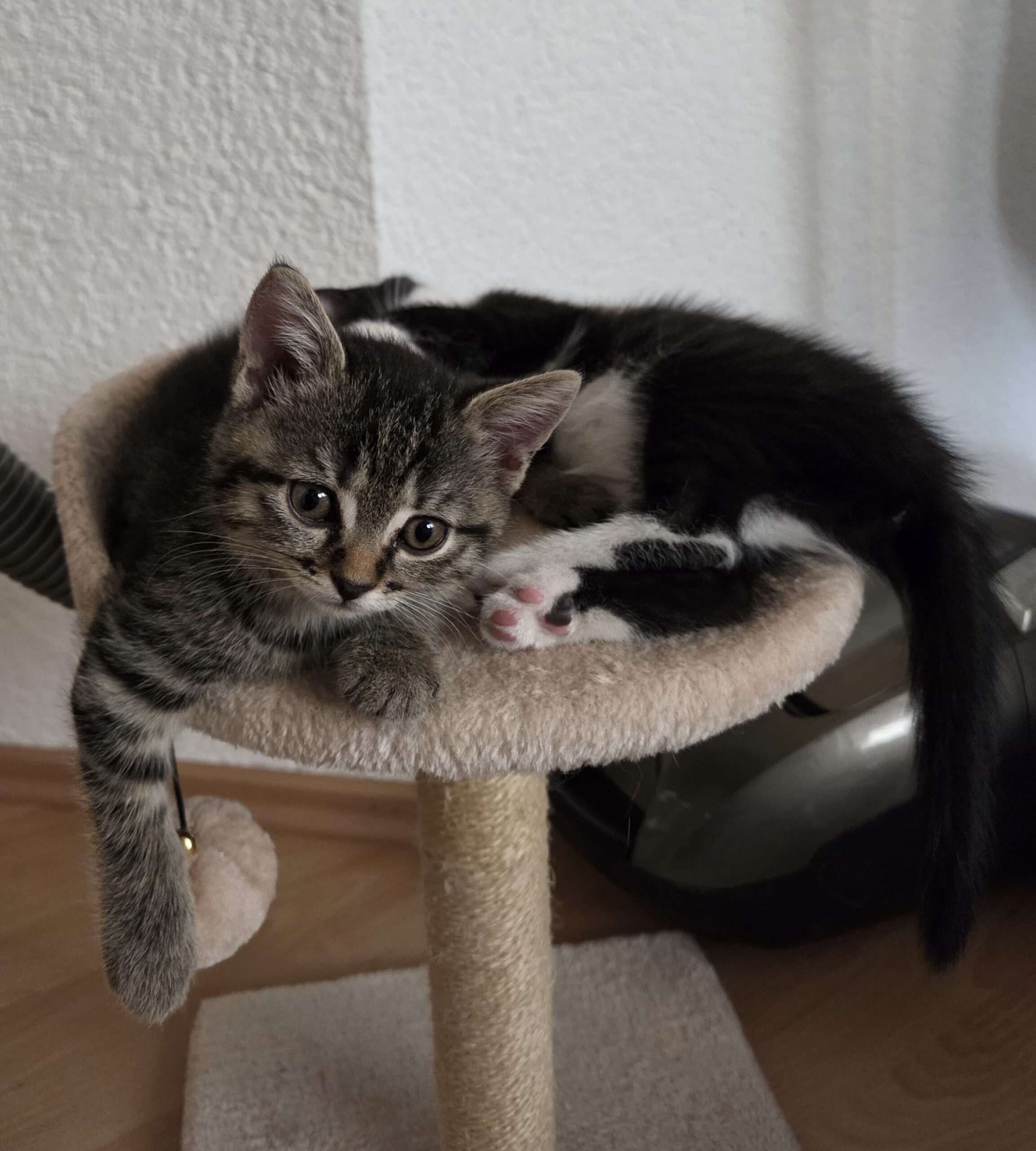 Tierfreunde Mössingen