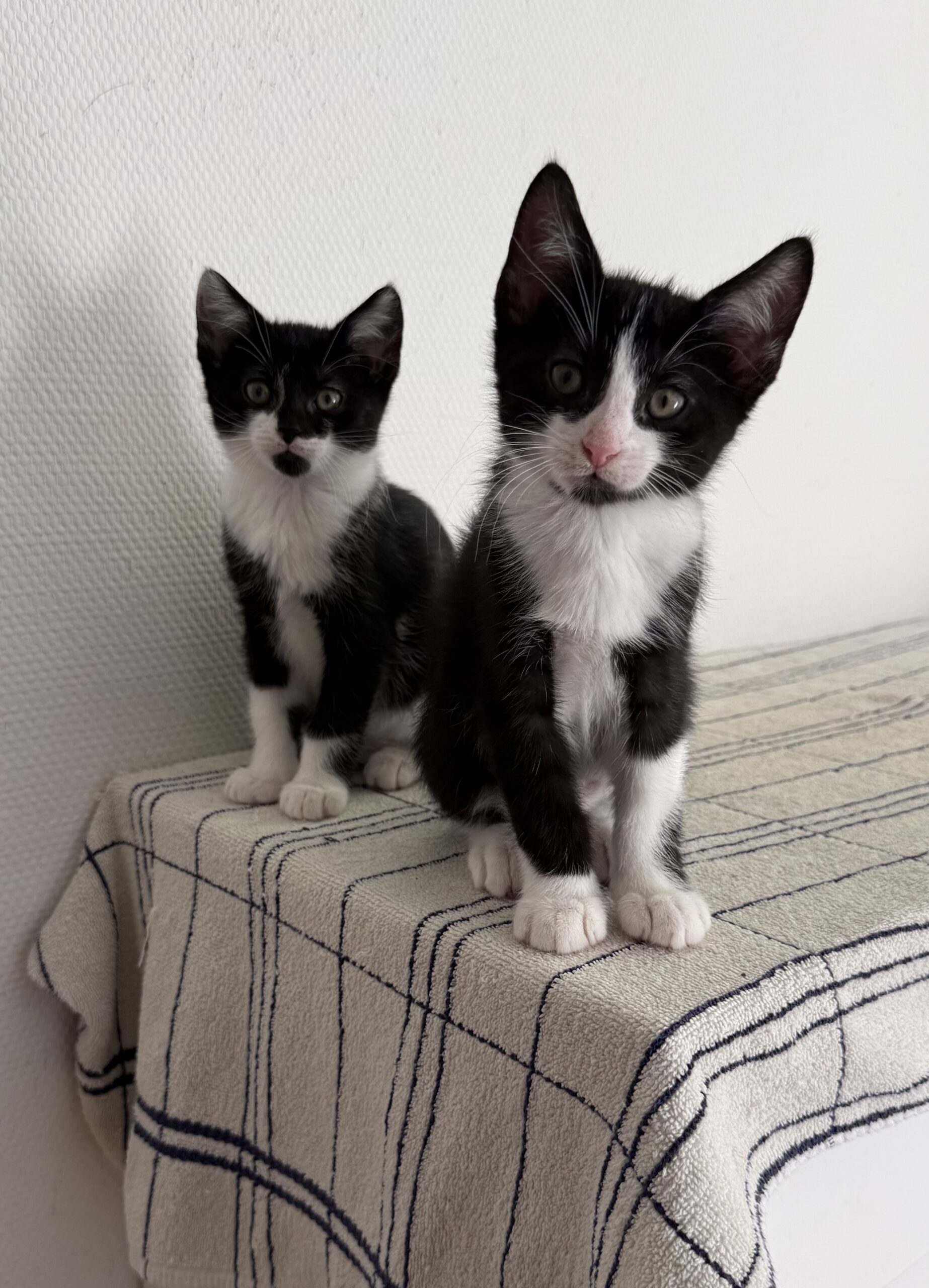 Tierfreunde Mössingen