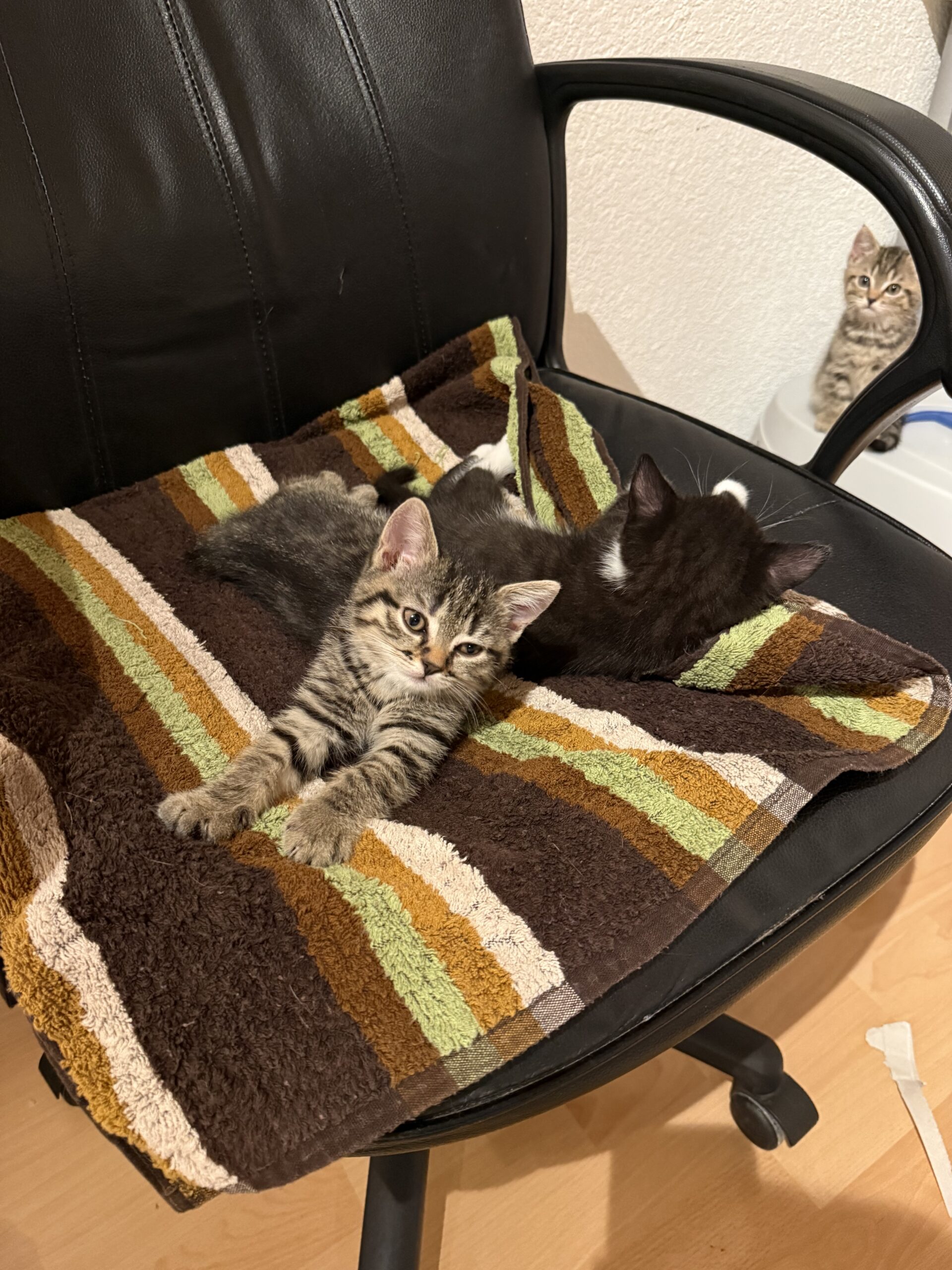 Tierfreunde Mössingen