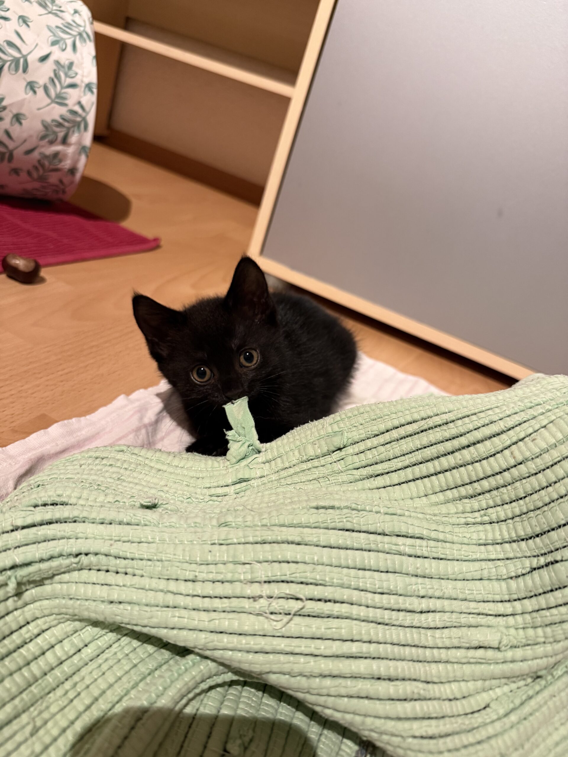 Tierfreunde Mössingen