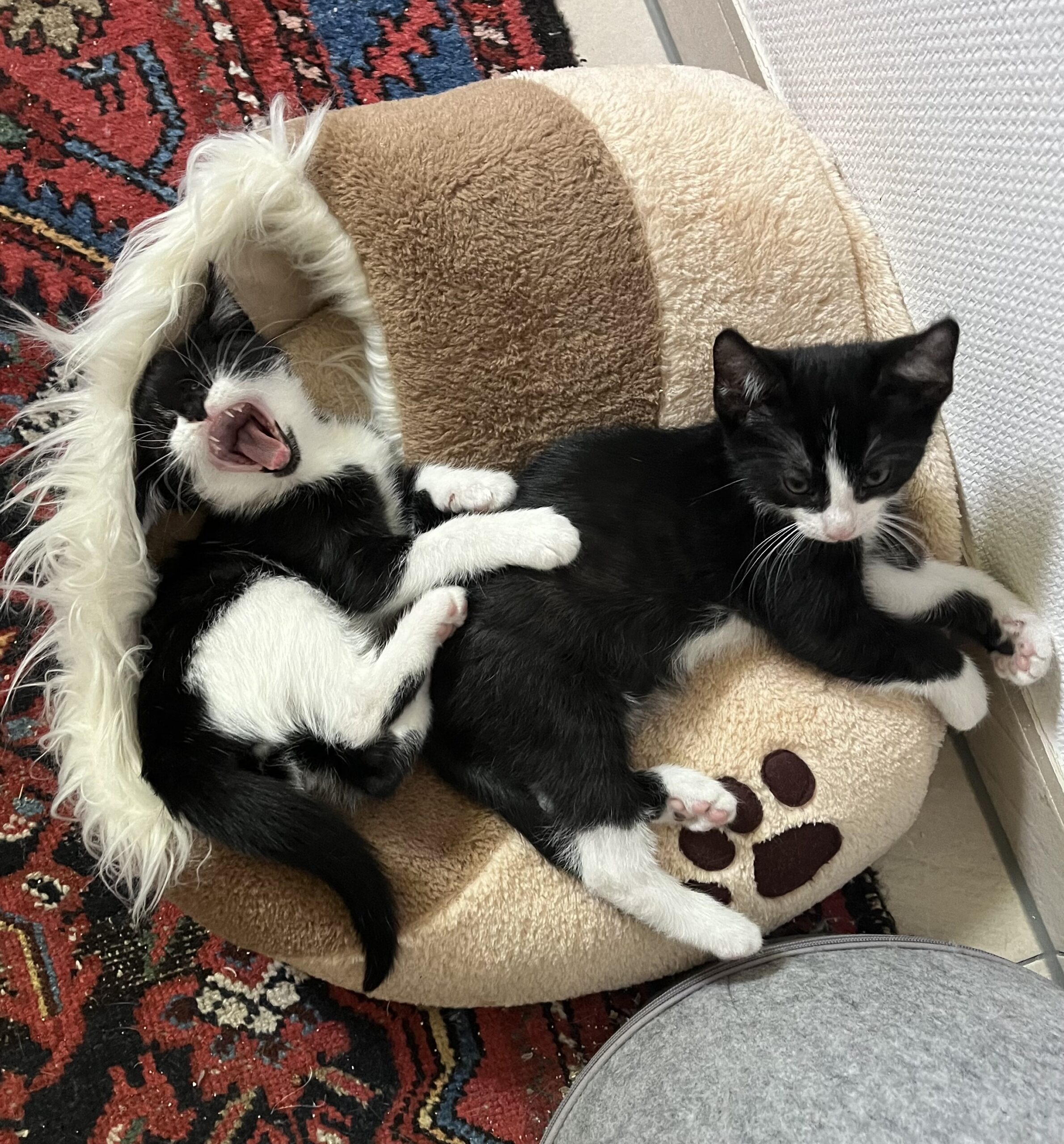 Tierfreunde Mössingen