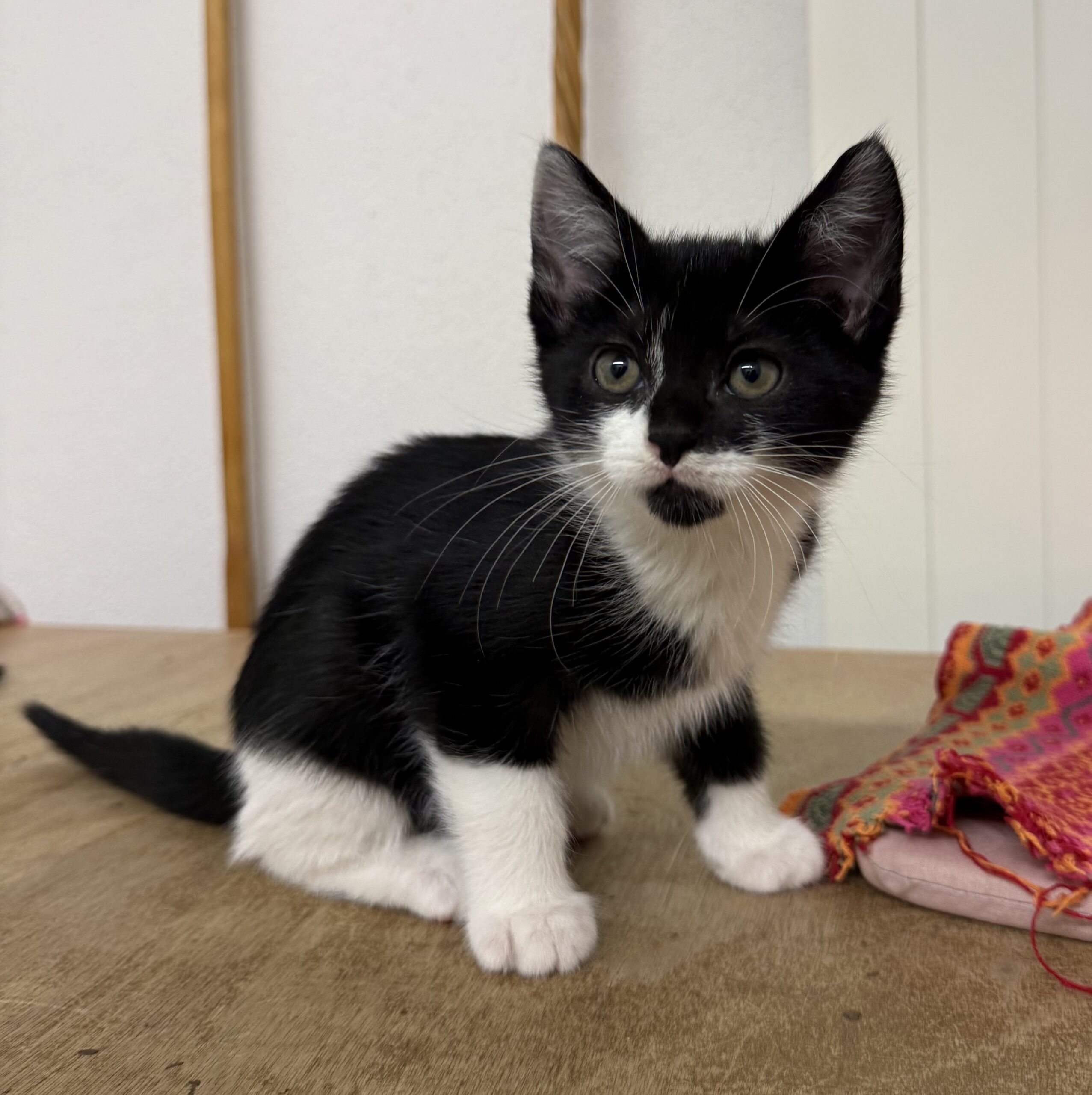 Tierfreunde Mössingen